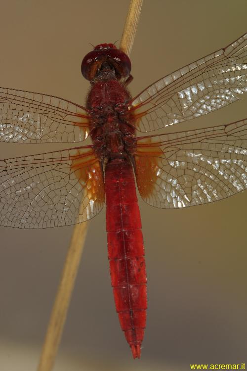 Crocothemis erythraea (maschio)